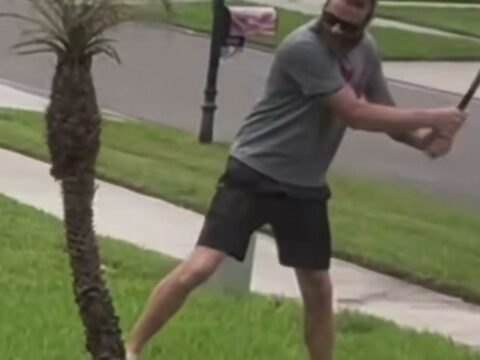 Man Takes a Baseball Bat to a Palm Tree, and a Month Later Nobody Can Say Where It Happened